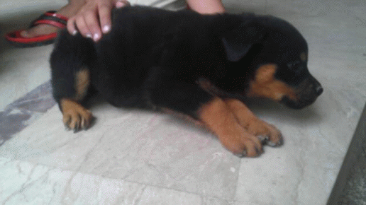 rottweiler loving confident and loyal rottweiler puppies dog
