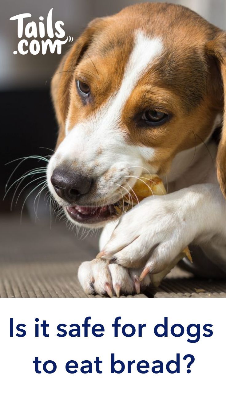 Is it safe for dogs to eat bread? Dogs, Best puppy food, Can dogs eat