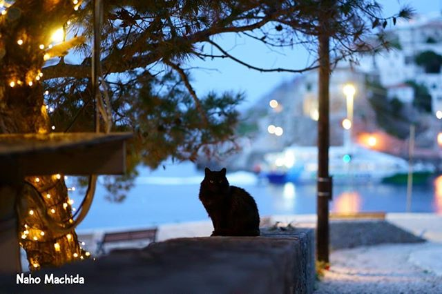 Naho 12 6 8写真展 猫色色 ギャラリー1616 Cat Serenade Instagram Photos And Videos Avian Tree Trunk Cats Naho 12 6 8写真展 猫色色 ギャラリー1616 Cat Serenade Instagram Photos And Videos Avian Tree Trunk Cats