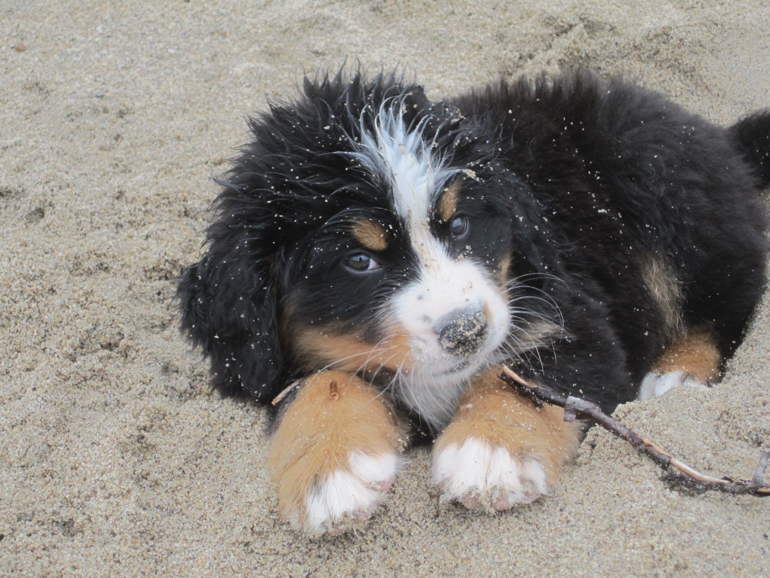 Bear The Bernese おしゃれまとめの人気アイデア Pinterest Laura Morais バーニーズ マウンテン Bear The Bernese おしゃれまとめの人気アイデア Pinterest Laura Morais バーニーズ マウンテン