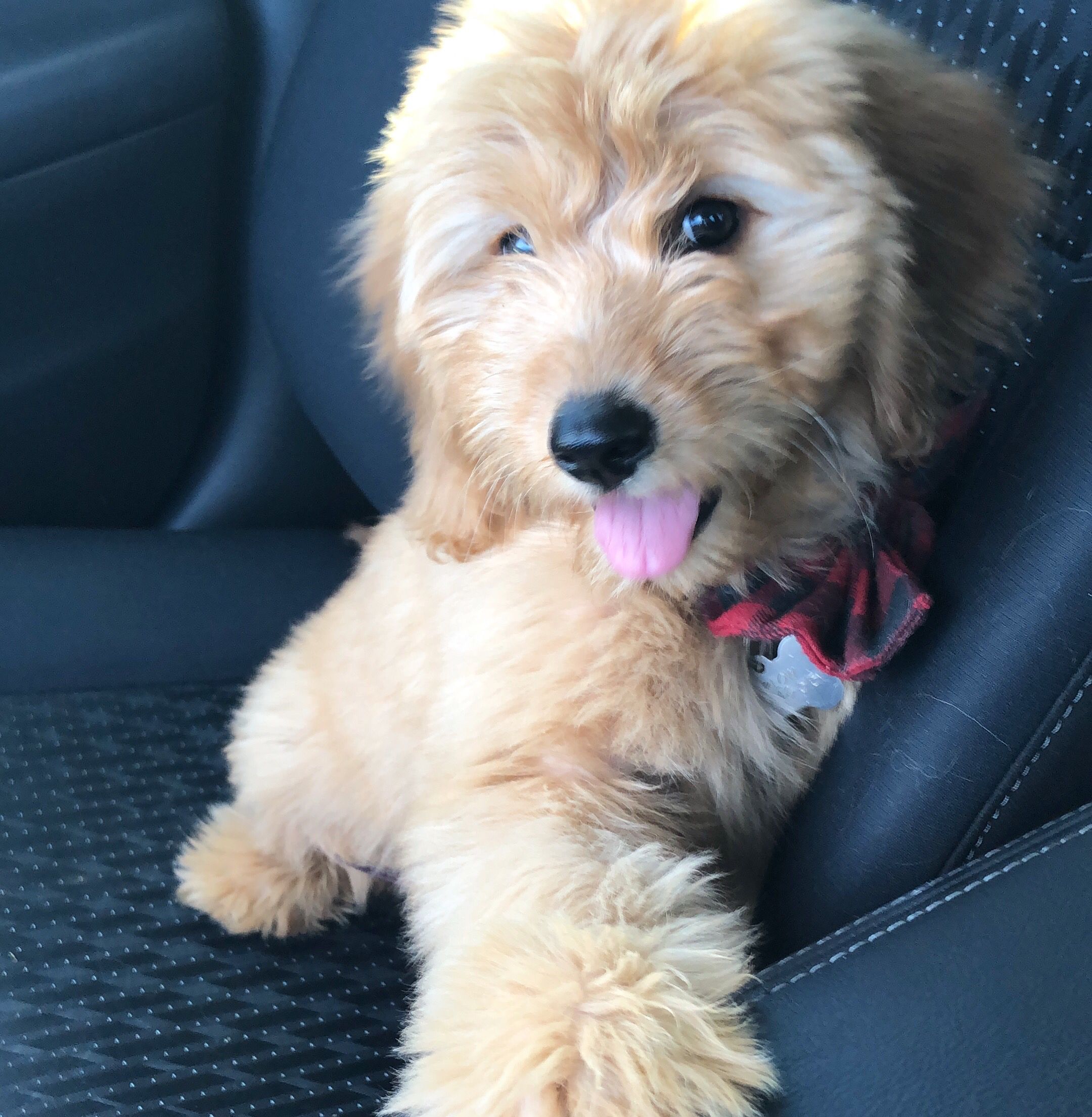 12 Week Old Golden Retriever Puppy And His Llbean Boots