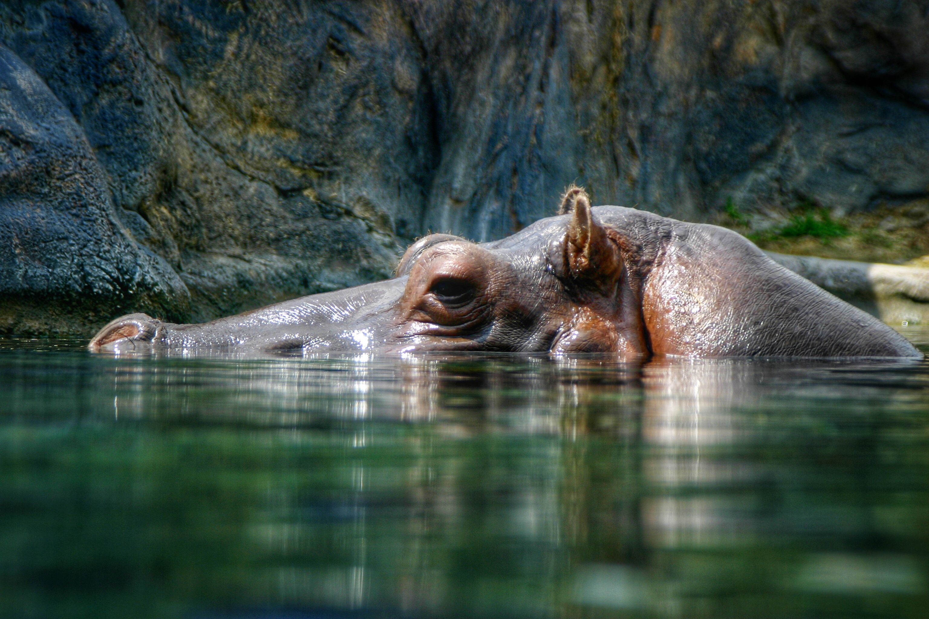 Hippopotamus Swimming In Lake Hippopotamus, Image, Lake