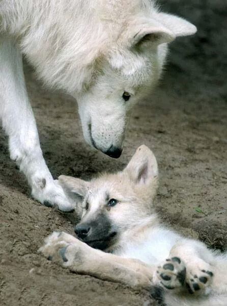 Sign the Petition to DIVERSITY WOLF PACK UNITED , Sign the Petition to DIVERSITY WOLF PACK UNITED ,
