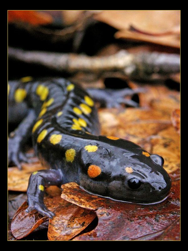 A Marbled Salamander After My Own Heart The Featured Creature Salamander Reptiles And Amphibians Animals