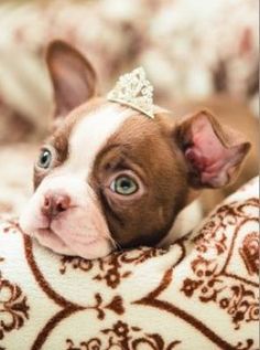 Puppy Love Ginger Terrier Cute Animals Boston Terrier