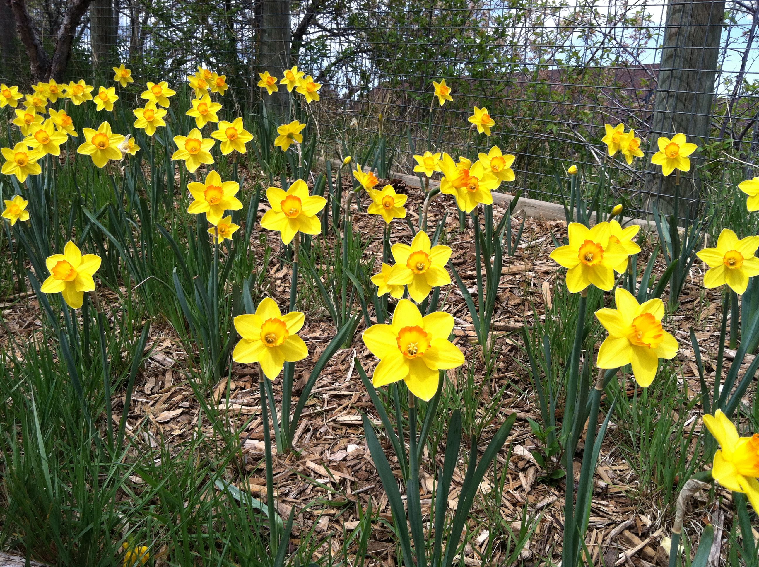 Colorado summer Colorado summer, Colorado, Spring flowers