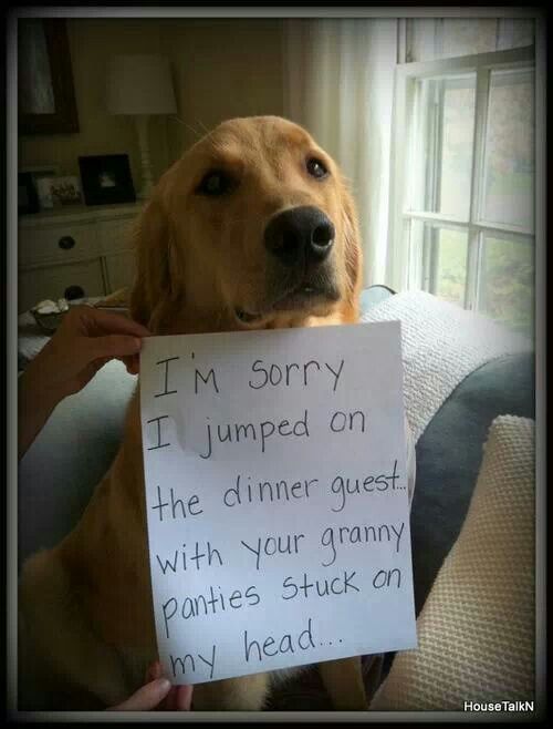 The Best Dog Shaming Pictures Of All Time Animals Funny