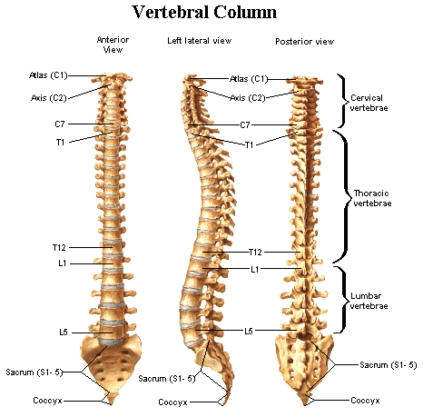 DIAGRAMS: Diagram of Spine Anatomy | Anatomy, Medical anatomy, Body anatomy