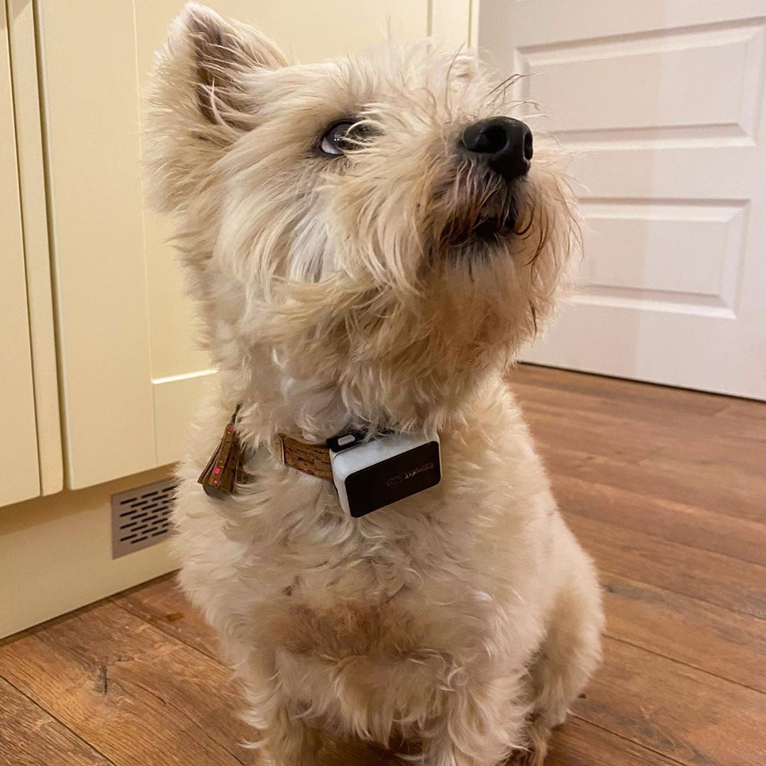 Poppy Looks Like Shes Been Tagged For Bad Behaviour But Shes