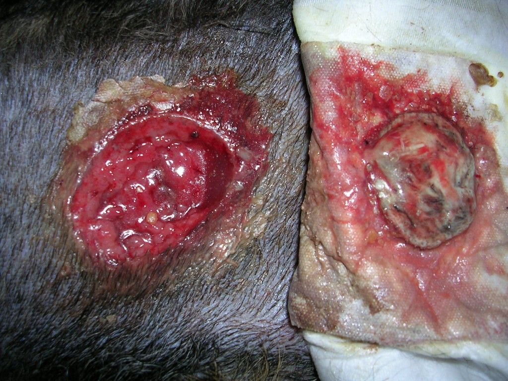 Natural Cures For Dogs With Lymphoma Natural Cures For Dogs With Lymphoma