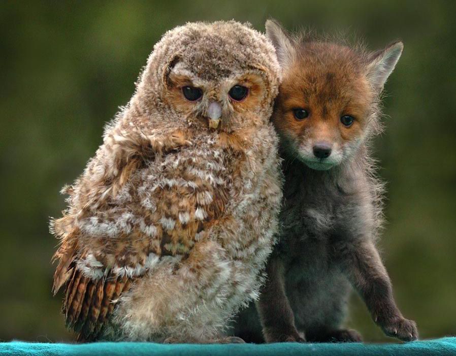 Unusual Animal Friendships Unusual Animal Friends Caters Newscy Unusual Animal Friendships Unusual Animal Friends Caters Newscy
