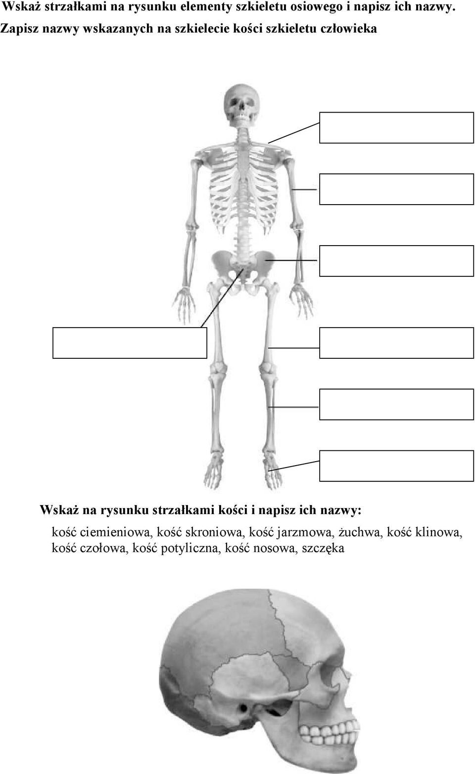 Budowa I Funkcje Szkieletu Sprawdzian Pin by Elżbieta Andrejko on Meble do domu