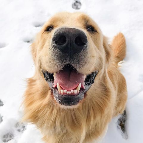 Joyful Goldens Joyful Jax Jasper The Friendly Golden Puppa