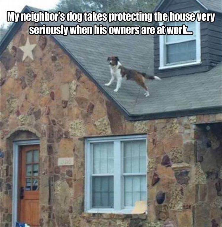 Afternoon Funny Picture Dump 31 Pics Funny Dogs Funny Dog Memes