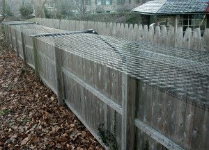 dog proof fence | Dog proof fence, Cat 