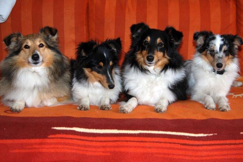 シェルティ子犬 Bace Pow シェルティ子犬 Bace Pow