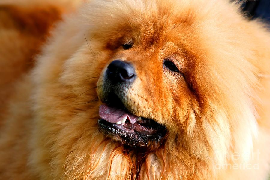 Portrait Of Beautiful Dog By Michal Bednarek Beautiful Dogs