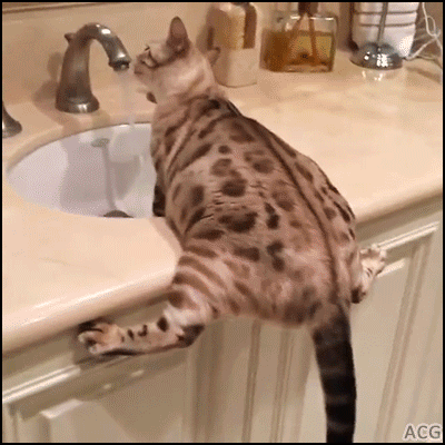 #cat #gif