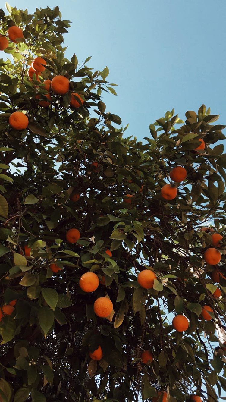 Fruit おしゃれまとめの人気アイデア Pinterest Sunaaaap I オレンジ 自然 藝術 Fruit おしゃれまとめの人気アイデア Pinterest Sunaaaap I オレンジ 自然 藝術