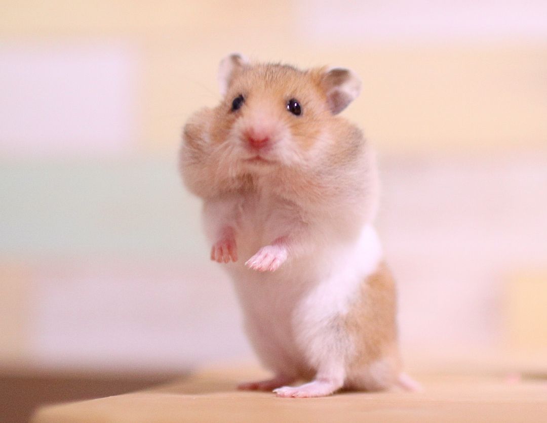 タッチ ハムスターkotethu Cute Hamsters Cute Animals Kittens Cutest