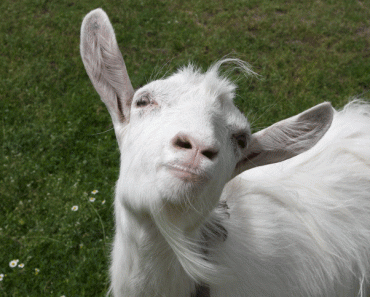 beware of the goat attackers around you goats animals job free com
