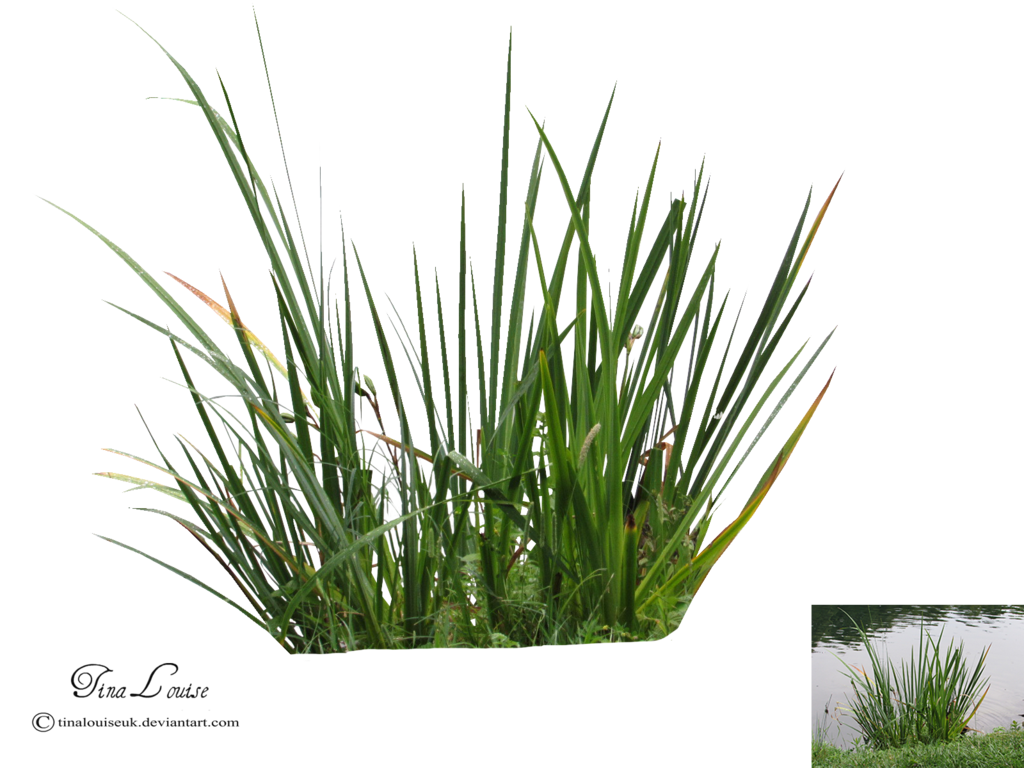 Grass Rushes | Grass, Rush, Herbs