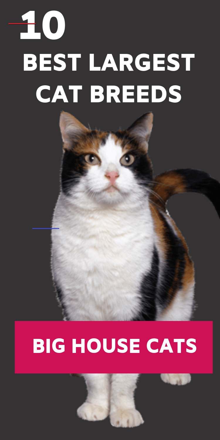 big cat breeds domestic