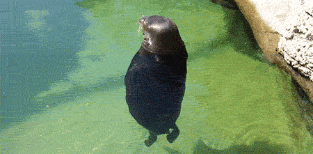 This GIF is perfect as a loading icon. - FunSubstance.com | Funny gif, Funny cute, Funny animals