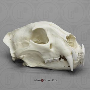 African Leopard Skull Male Bc 060 African Leopard Tiger Skull Animal Skeletons