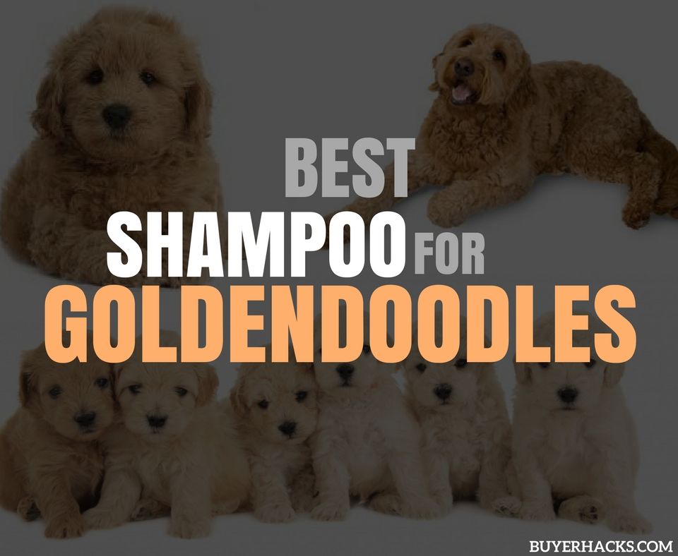 shampoo for goldendoodles