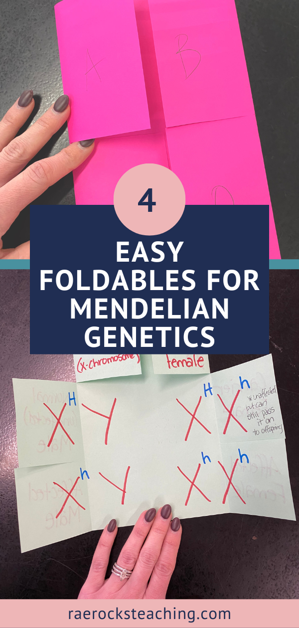 Have you wanted to use foldables in the classroom, but didn’t know how to incorporate them? Then this post will inspire you to try them. . mendelian genetics notes mendelian genetics activities mendelian genetics foldables foldables ideas Biology Classroom, Biology Teacher, Teaching Biology, High School Biology, Teaching High School, High School Teacher, Biology Activity, Science Biology, Science Resources