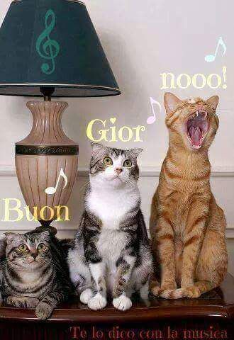 Cat Saturday 29 Photos σκόρπιες λέξεις Cats Funny Cats E