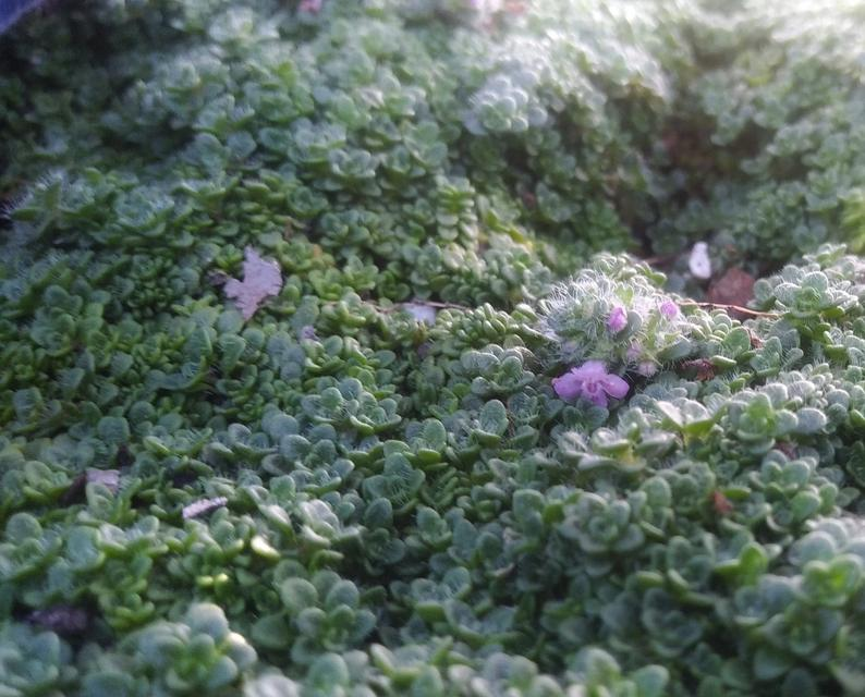 growing elfin thyme growing elfin thyme