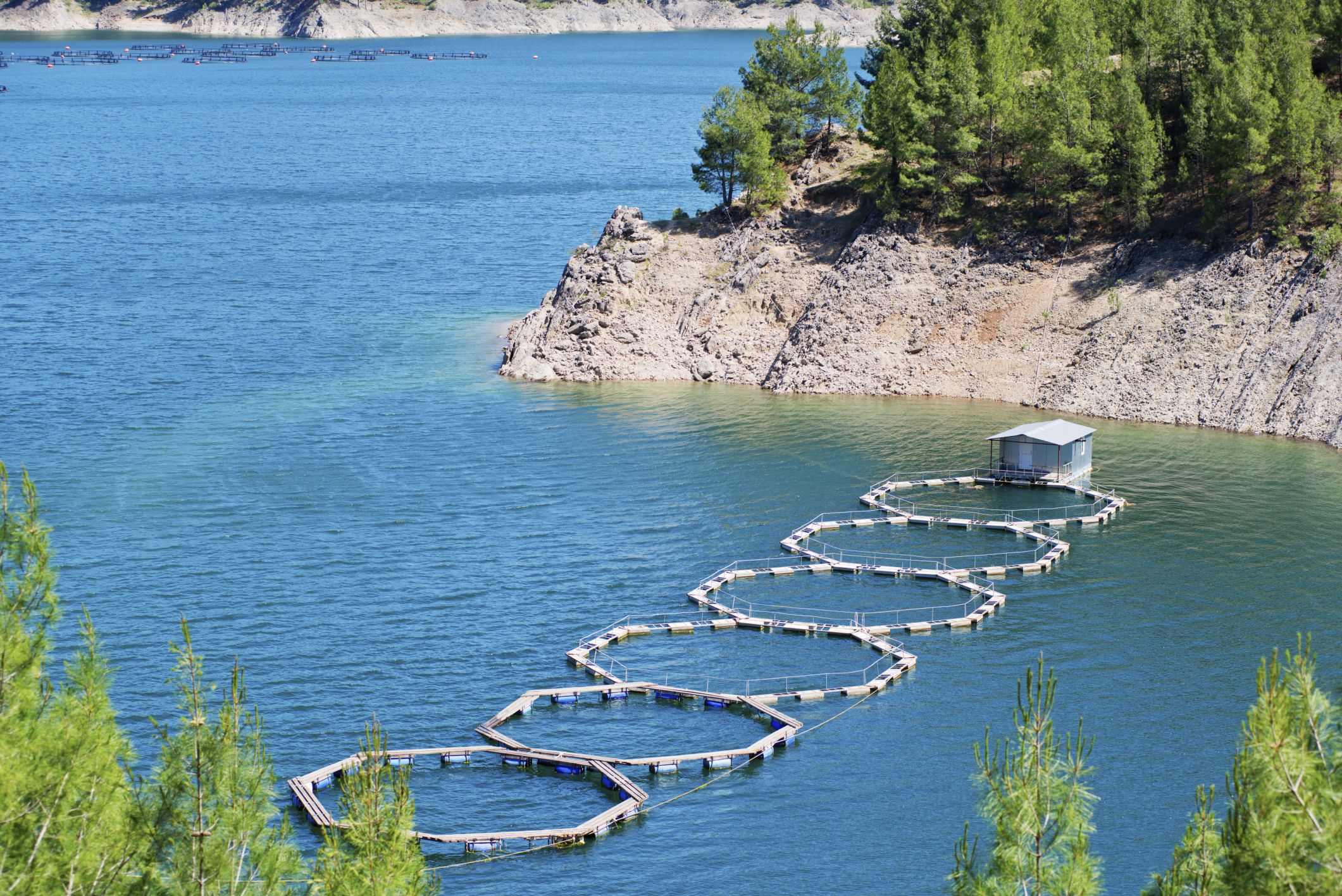 How to Start a Fish Farm Fish farming, Farm pond, Farm