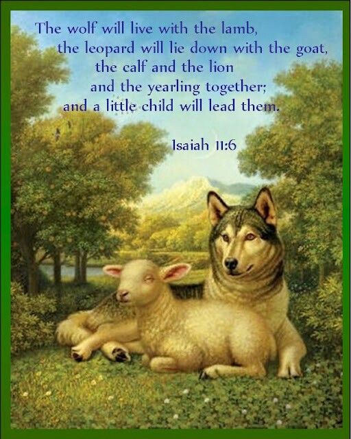 ISAIAH 11 6 Isaiah 11 Lamb Isaiah isaiah-11-6-isaiah-11-lamb-isaiah