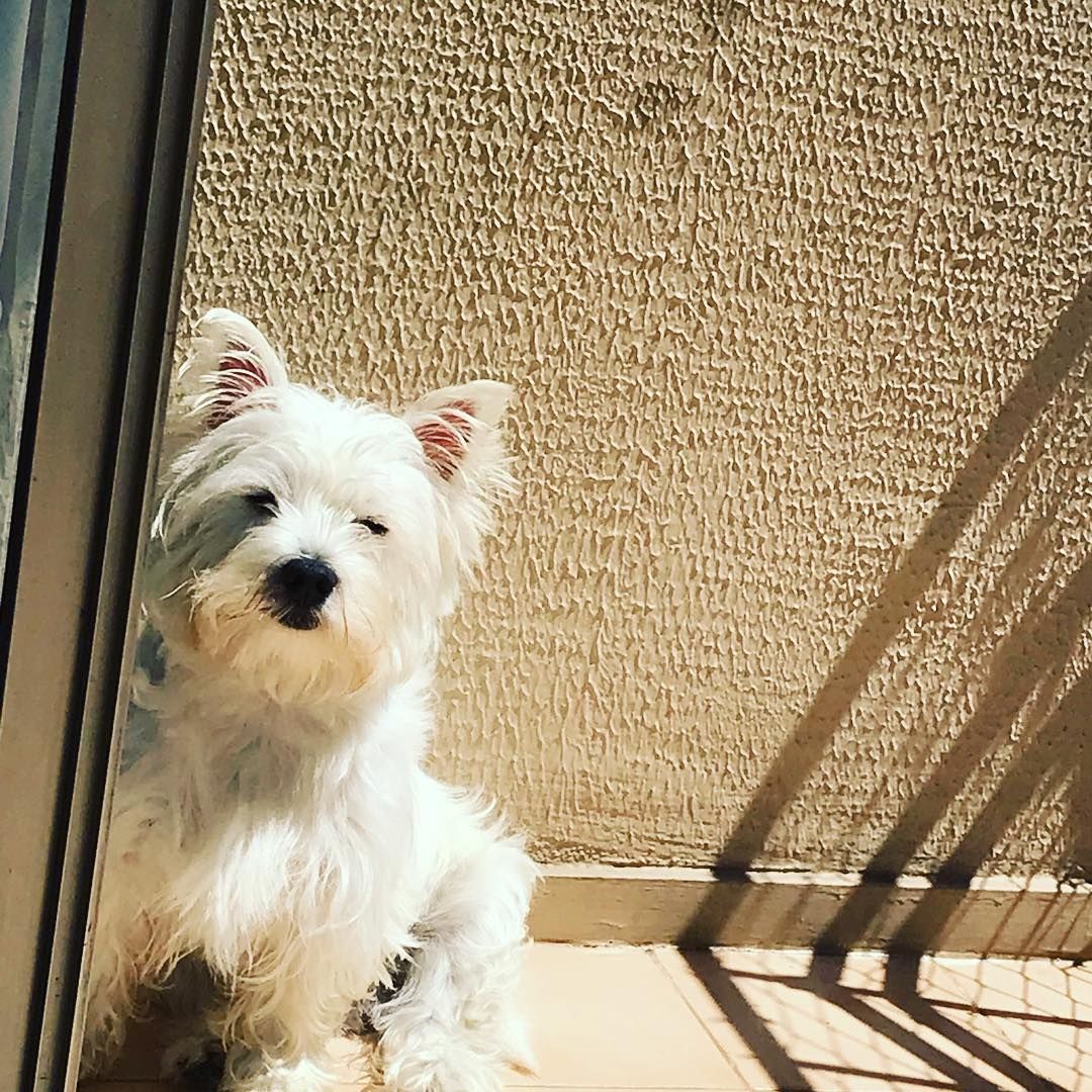 Banho De Sol Westie Dog Love Banho De Sol Westie Dog Love