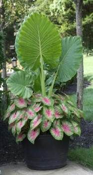 28 Trendy Landscaping Plants Tropical Elephant Ears #elephantearsandtropicals