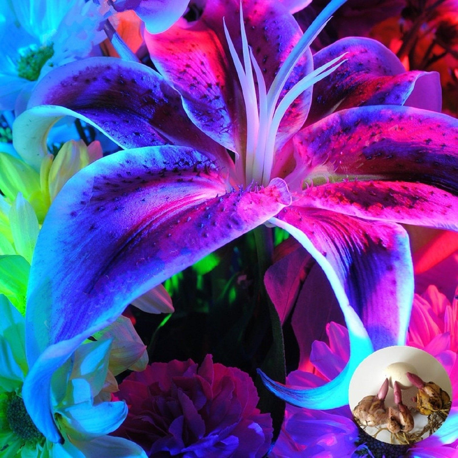 Garland Flame Lilium brownii 40 Pcs Seeds Lily Flower Buy 2 Get 1 Extra Free