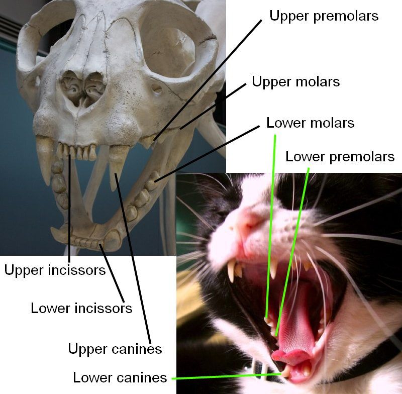 cat s teeth katten cats pinterest cat s teeth