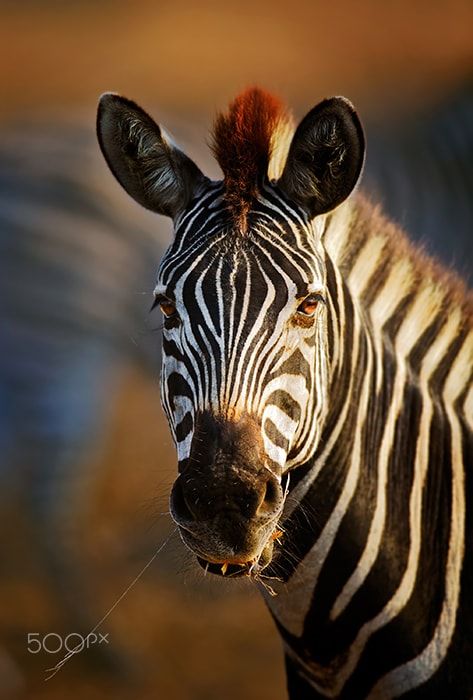 zebra portrait close up zebra equus burchell s portrait close up kruger national park south africa hayvan yavrulari hayvan zebra