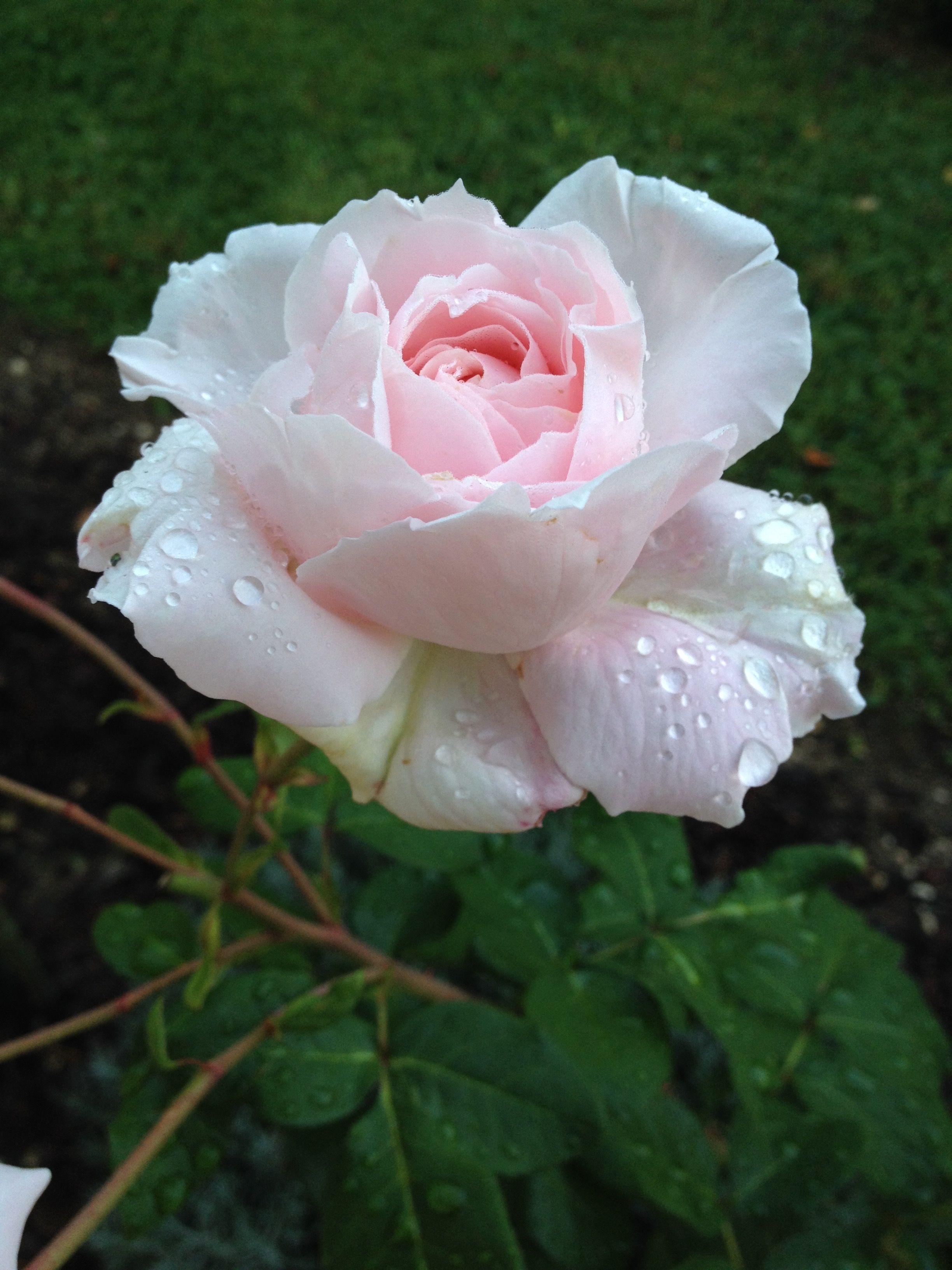 Constanze Mozart - Kordes | Beautiful flowers, Beautiful roses