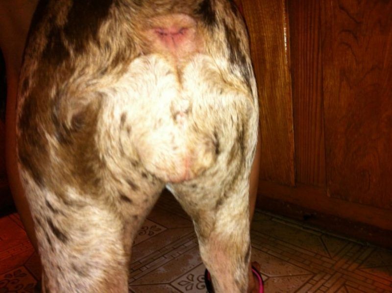 swelling of the vulva in dogs Spouses of gays