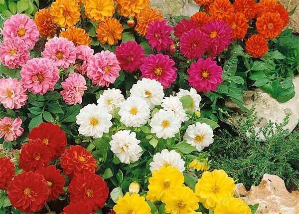 Pin Oleh Valentina Di Flora Bunga Dahlia Menanam Bunga Dahlia