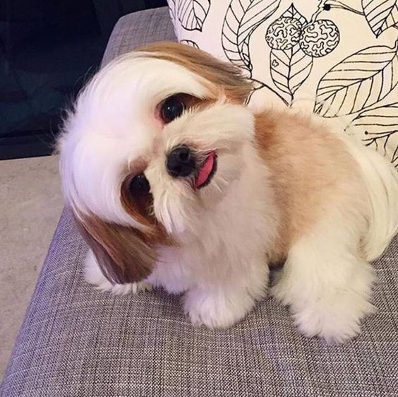 Sabrina S Pet Salon Grooming Photo Gallery Shih Tzu Shih Tzu