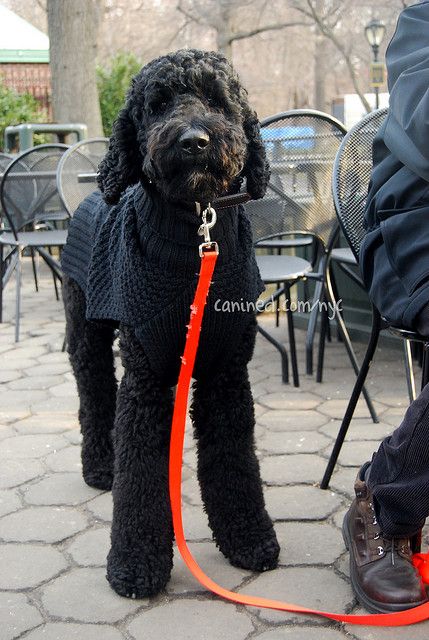 Canined Groomed Black Standard Poodle Dog Central Park Nyc 31409