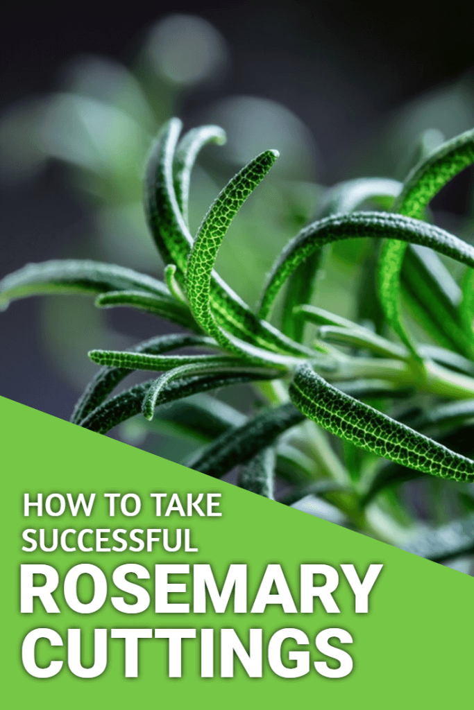 Can You Grow Rosemary From A Cutting In Water How To Propagate Herbs From Cuttings Preparednessmama Herbs Plants Propagating Plants