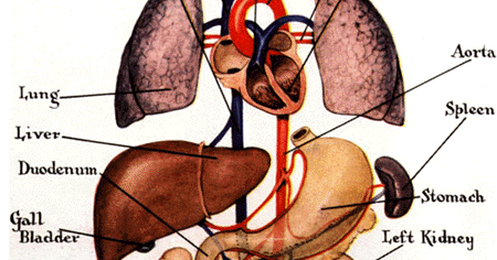 organs, internal organs diagram, body organs location, body organs ... Biology Diagrams