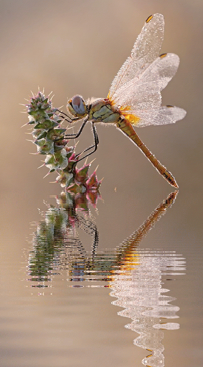 Pin by Patricia Hughes on GIFS ~~~ My little creation... For you | Dragonfly photography, Dragonfly insect, Dragonfly photos