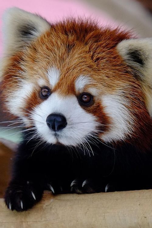 Can You Own A Red Panda In California Need This Kind Of Panda Please Suggest Where It Will Available In California Http Ift Tt 2gt0zni Cute Animals Animals Beautiful Baby Animals