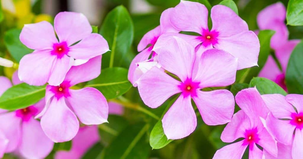 Periwinkle flowers